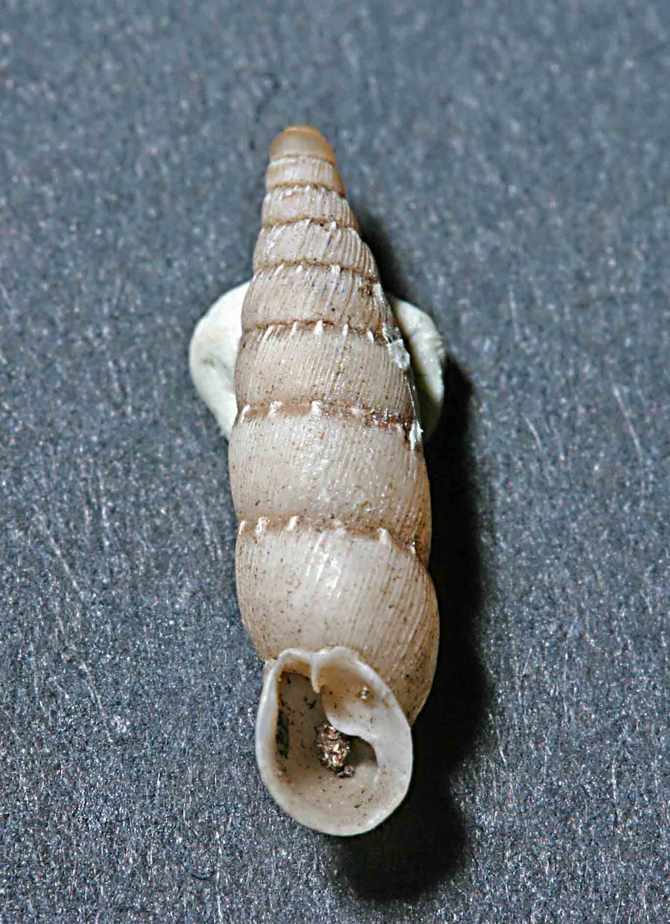 Clausilia romana 2